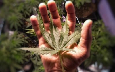 Efectos, usos y formatos CBD