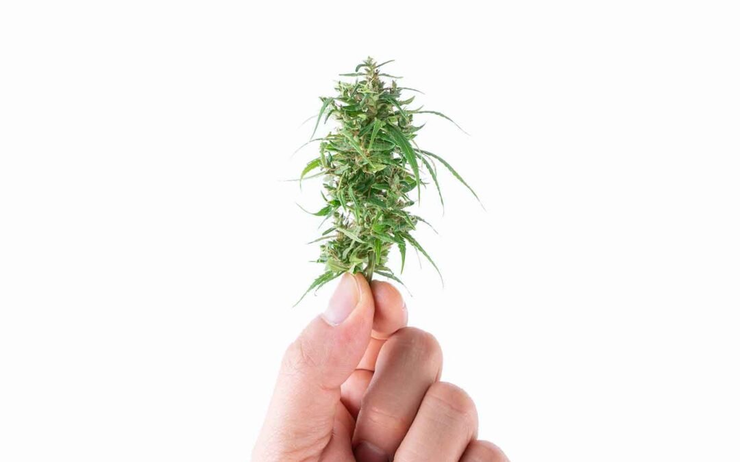 La Diferencia entre CBD, THC y HHC: Explorando sus propiedades