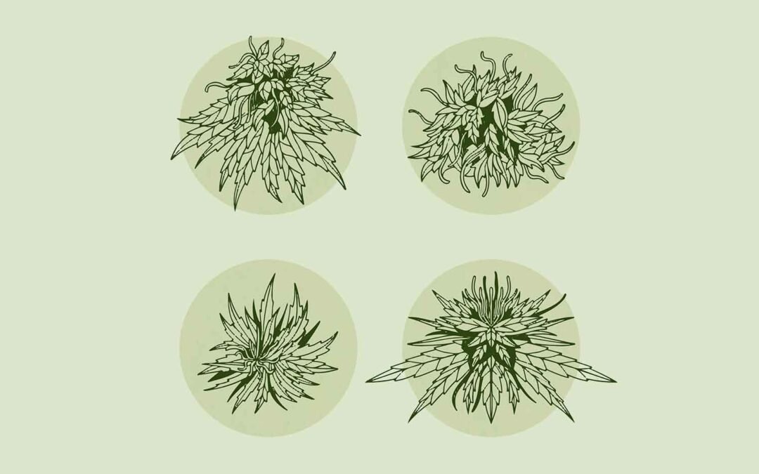 Tipos de CBD, Potencia y Terpenos